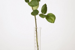Bozner-J_Beuys